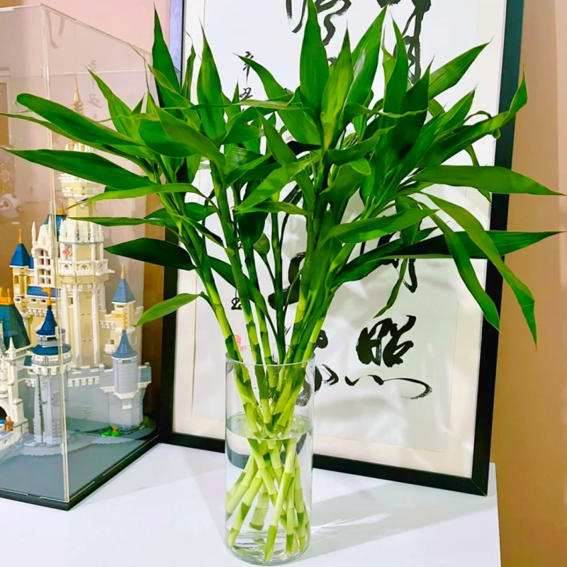 富贵竹水培植物客厅招财花卉盆景栽绿植萝带根转运龙竹子阳台水养