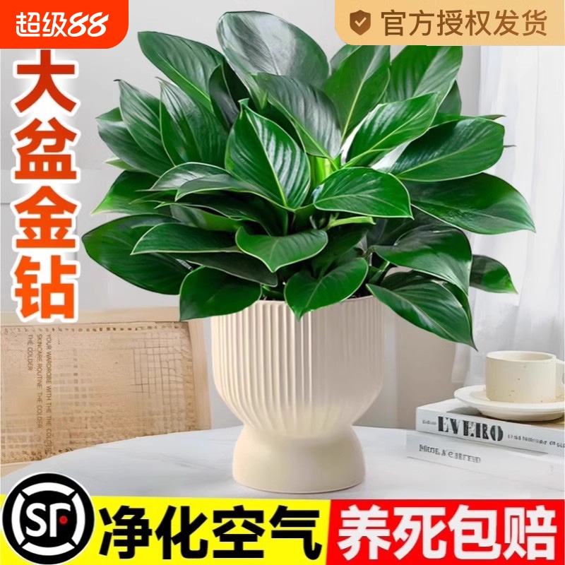 大盆金钻盆栽办公水培绿公主室内绿植蔓绿绒多肉大叶植物去除甲醛