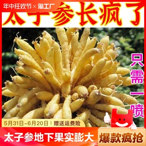 太子参地下果实膨大叶面肥高钾水溶肥膨大剂快长壮根根茎膨大增产