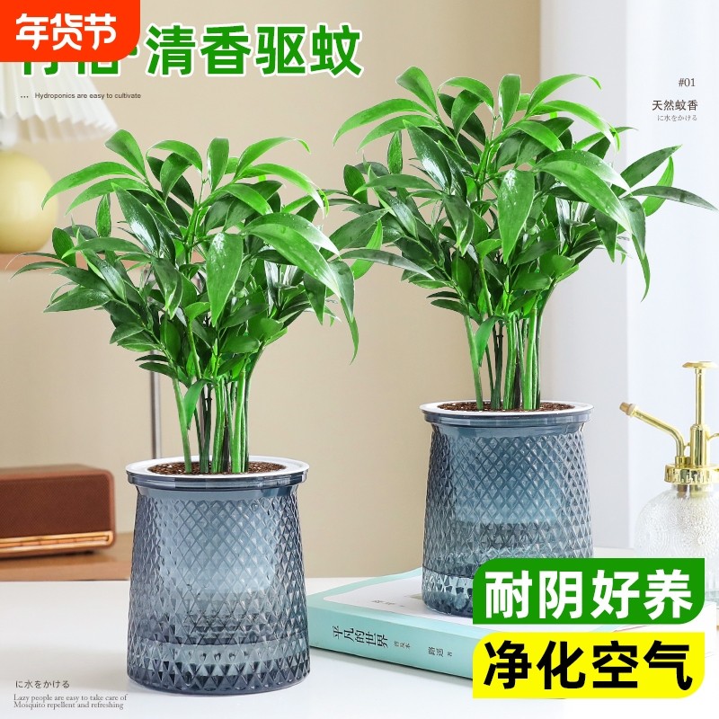 驱蚊竹柏室内水培植物盆栽驱蚊草四季常青桌面上花卉绿植好养易活