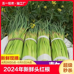 2024年新蒜苔新鲜蒜薹鲜嫩蒜苔蒜毫大蒜头红根帽长款 新客半价