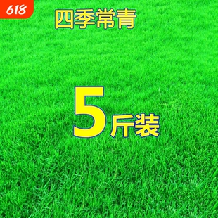 草坪种子草籽四季常青护坡固土马尼拉草皮种籽绿化庭院狗牙根耐寒