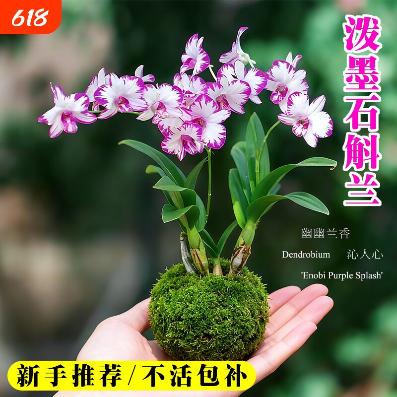 白泼墨秋石斛兰花苗带花苞室内好养水培盆栽花卉绿植香水粉黛开花