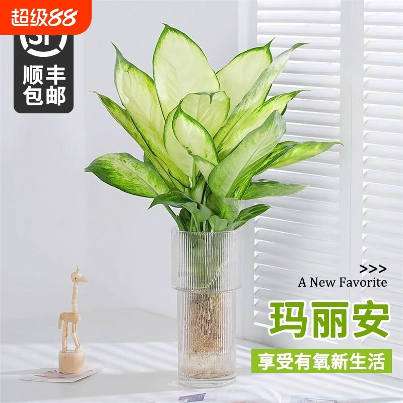 水培植物玛丽安盆栽万年青富贵竹室内绿植好养植物客厅净化空气花