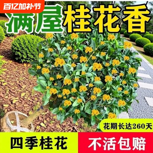 桂花盆栽树苗四季桂可食用开花不断室内阳台庭院浓香型花卉绿植物