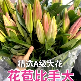 顺丰次日达香水百合花鲜花重瓣云南基地直发水培花卉用插花鲜切花