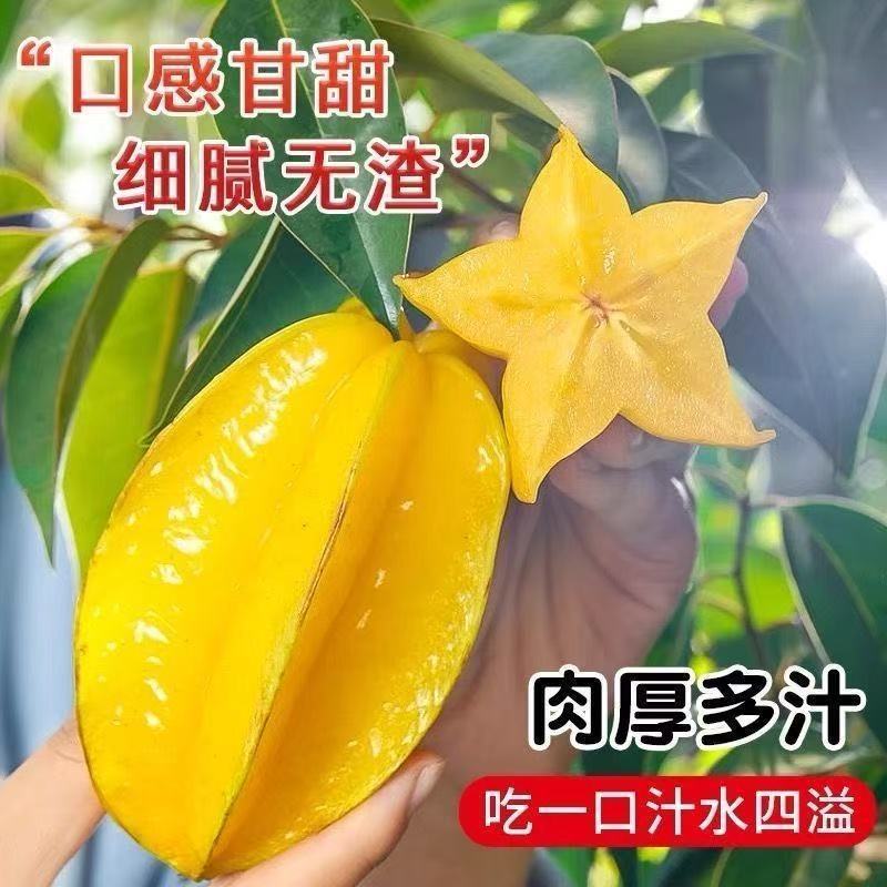 【现摘现发】树上熟甜杨桃水果杨桃新鲜批发降火水果应季杨桃批发
