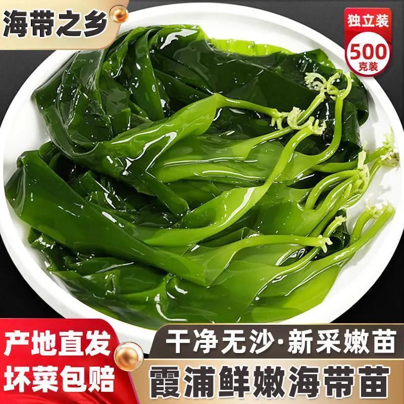 干净无沙新鲜海带嫩苗当季新货