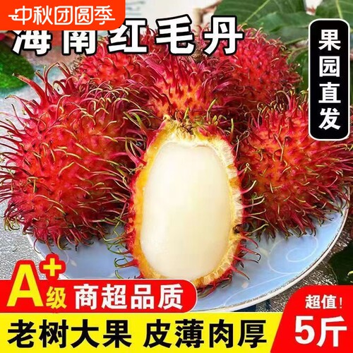 红毛丹新鲜水果海南热带毛荔枝