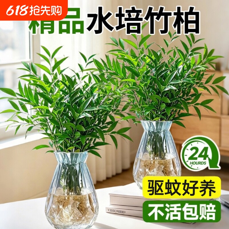 大颗驱蚊竹柏竹子水培绿植物办公室盆景栽驱蚊草神器花卉室内好养