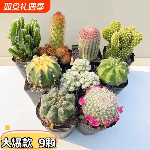 多肉植物仙人球盆栽仙人掌办公室室内开花四季绿植花万重山阳台