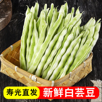 山东新鲜白芸豆白不老芸豆