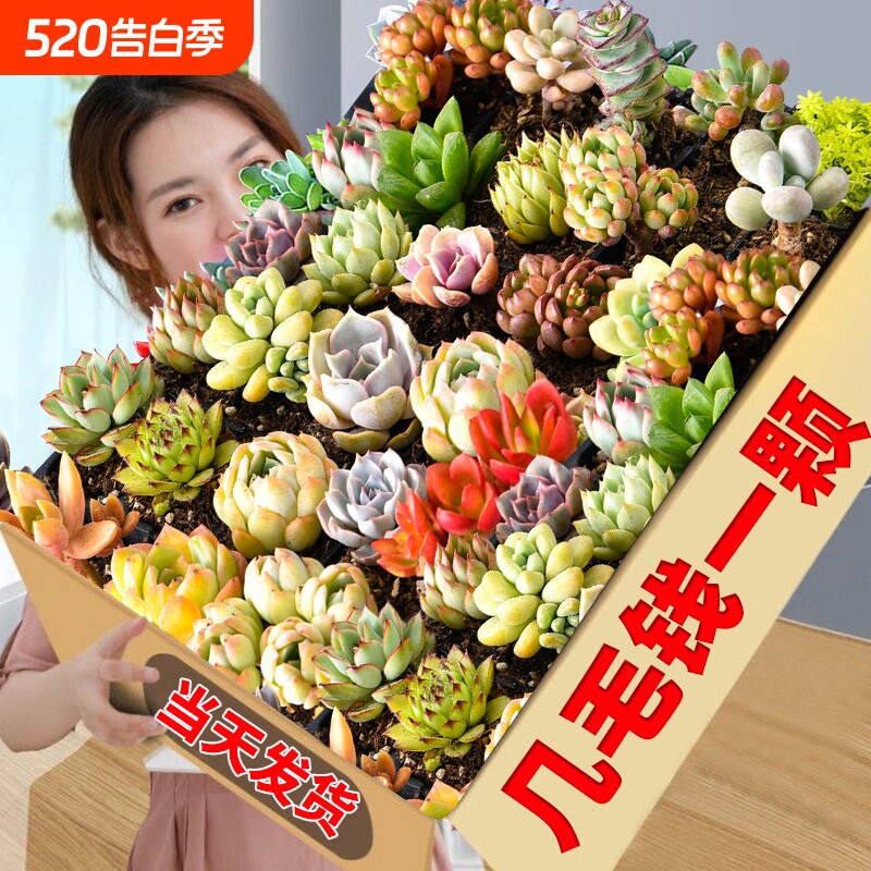 多肉植物大颗好养实惠组合绿植套餐室内外花卉小盆栽含盆土可批发