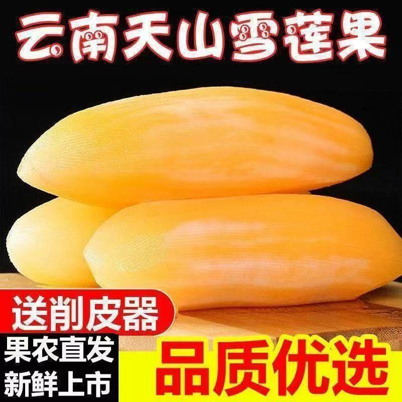 云南天山雪莲果新鲜水果当季高山红泥黄心脆甜雪连果,水产肉类/新鲜蔬果/熟食,雪莲果,淘宝优惠券,粉丝福利购,淘宝优惠卷