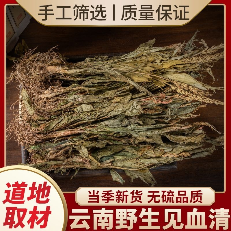见血清中药材正宗云南野生正品见血清草矮杆新鲜干货羊耳蒜立地好