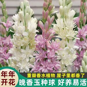 重瓣晚香玉种球夜来香盆栽浓香型易种活花卉多年球根植物庭院四季