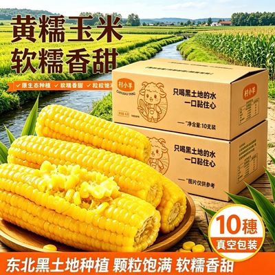 东北黄糯玉米新鲜非转基因10支真空装低脂饱腹香糯多香甜打开