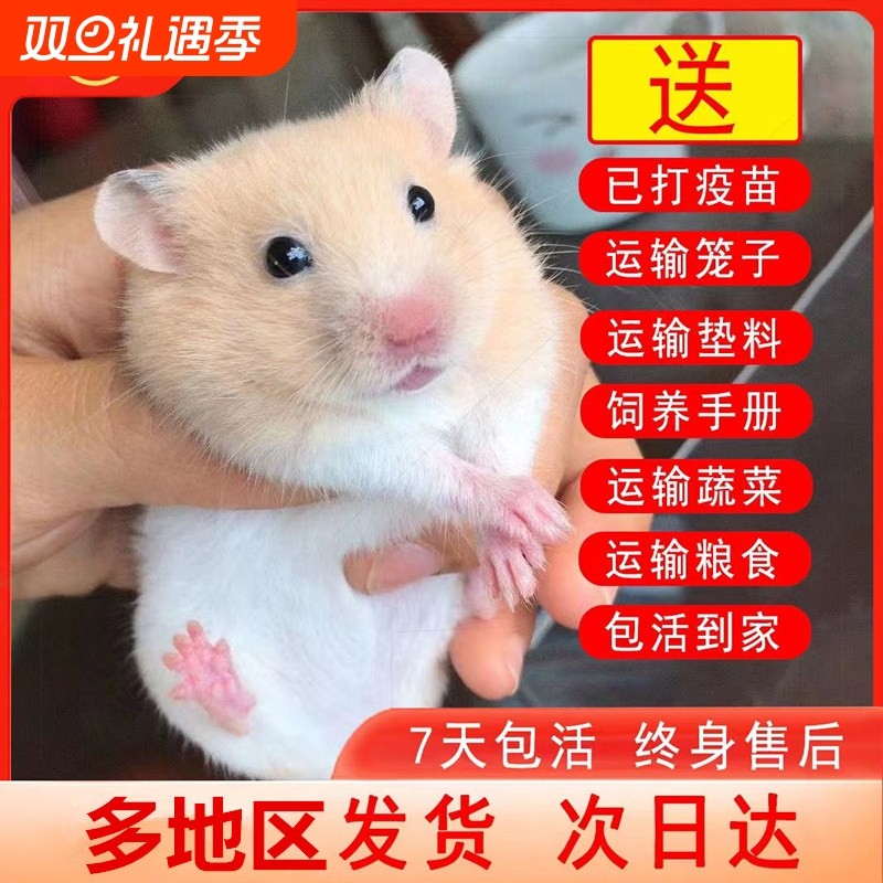 仓鼠活物送笼子已打疫苗金丝熊活体小苍鼠银狐布丁奶茶鼠宠物三线