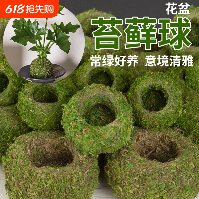 苔藓球花盆水培米竹苔藓球盆栽微景观青苔盆红磷蕨狼尾蕨专用花盆
