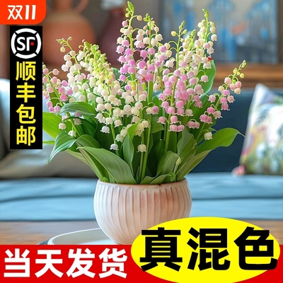 混色铃兰多种颜色占比任意选