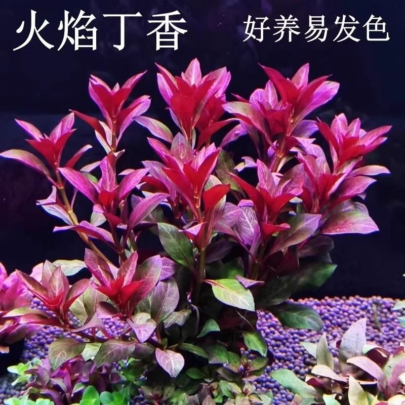 鱼缸水草造景绿植紫红丁香水草植物真草养鱼水培沉底火焰定植好养