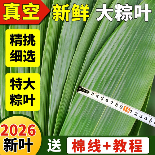 端午粽子叶棕叶50片起新鲜大号端午节野生糯米家用真空
