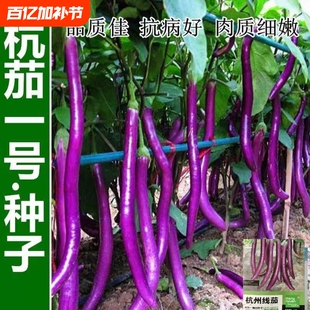 杭茄紫云线茄子高产特大线茄种子四季蔬菜种籽茄子蔬菜种子大全