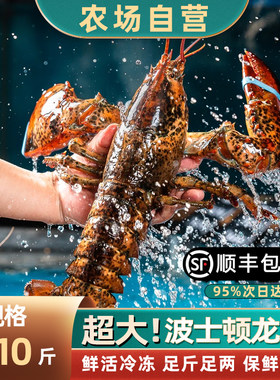 波士顿龙虾鲜活冷冻波龙3-9斤