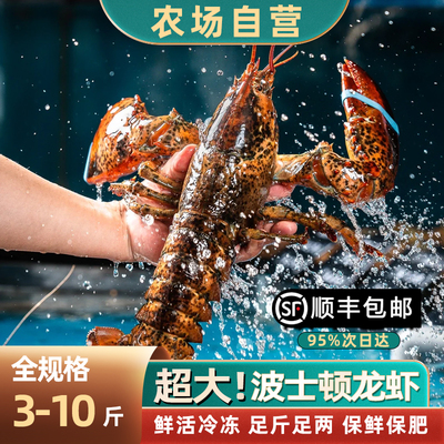 波士顿龙虾鲜活冷冻波龙3-9斤
