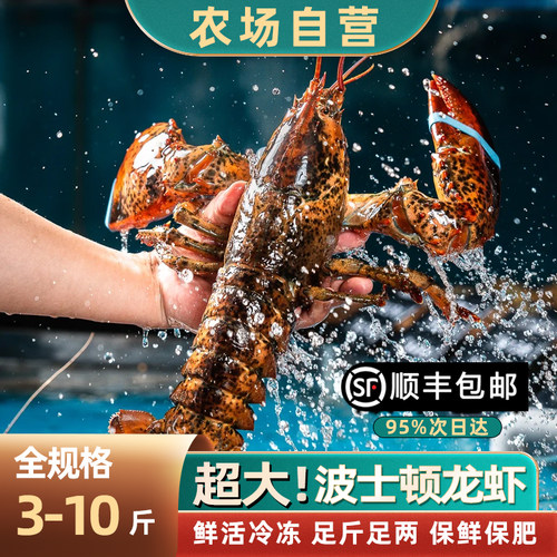 波士顿龙虾鲜活冷冻波龙3-9斤
