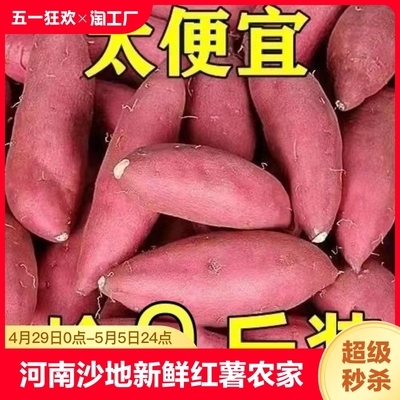 河南沙地龙九蜜薯 软糯红薯新鲜9斤番薯农家现挖现发烤地瓜山芋