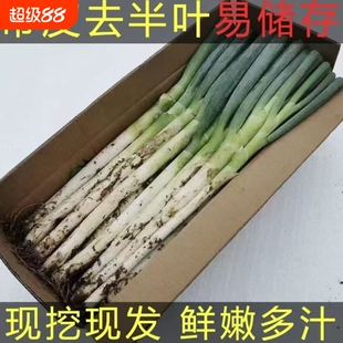 山东大葱新鲜铁杆小葱香葱毛葱新鲜长白大葱去半叶带皮4.5kg包邮