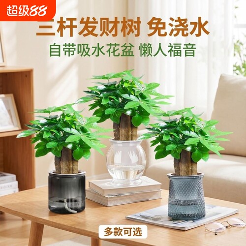 发财树小盆栽旺宅|超3000次加购