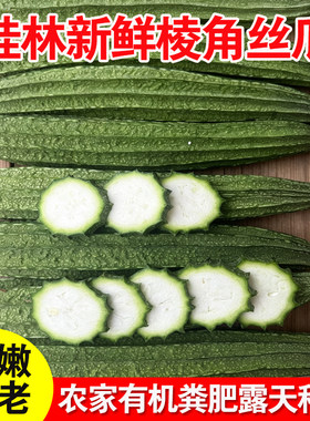 广西桂林农家自种现摘嫩丝瓜当季新鲜八角棱角丝瓜八棱瓜水瓜脆甜