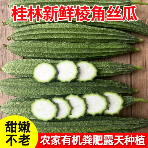 广西桂林农家自种现摘嫩丝瓜当季新鲜八角棱角丝瓜八棱瓜水瓜脆甜