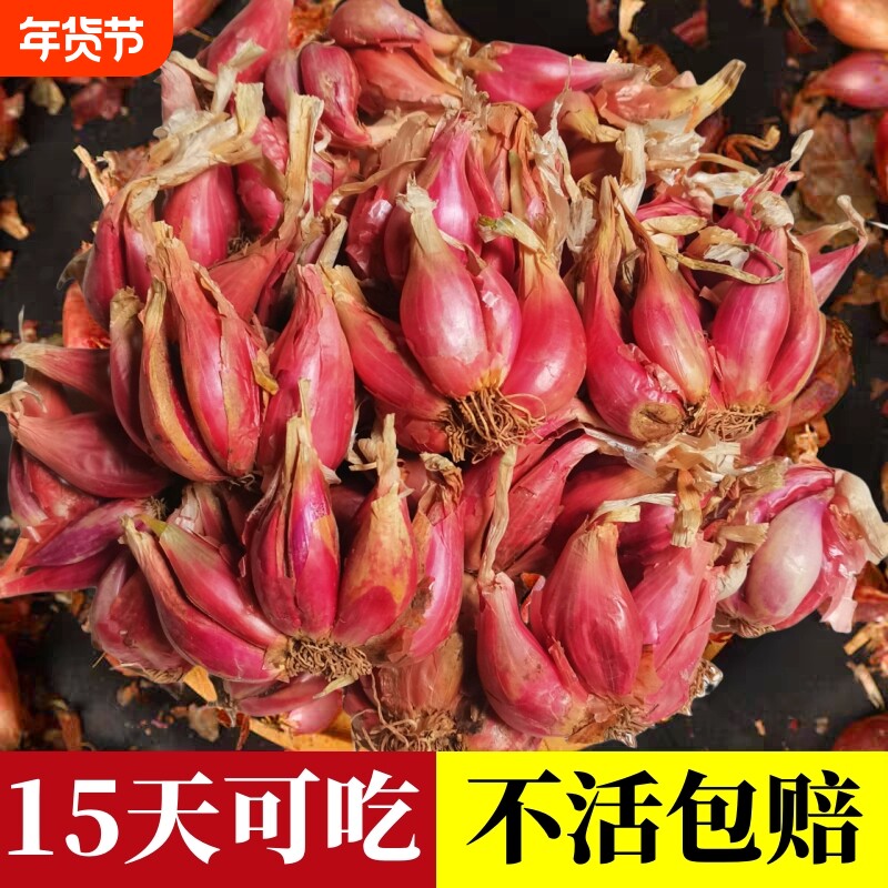 葱种子四季小香葱种头四川盆栽种植小葱头红葱火葱头种葱苗发芽