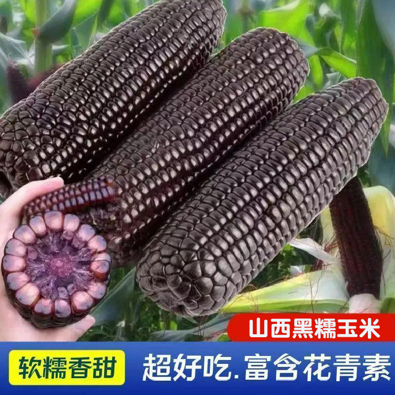 新鲜黑糯玉米现摘当季黑甜糯玉米苞谷嫩玉米棒子黑糯玉米