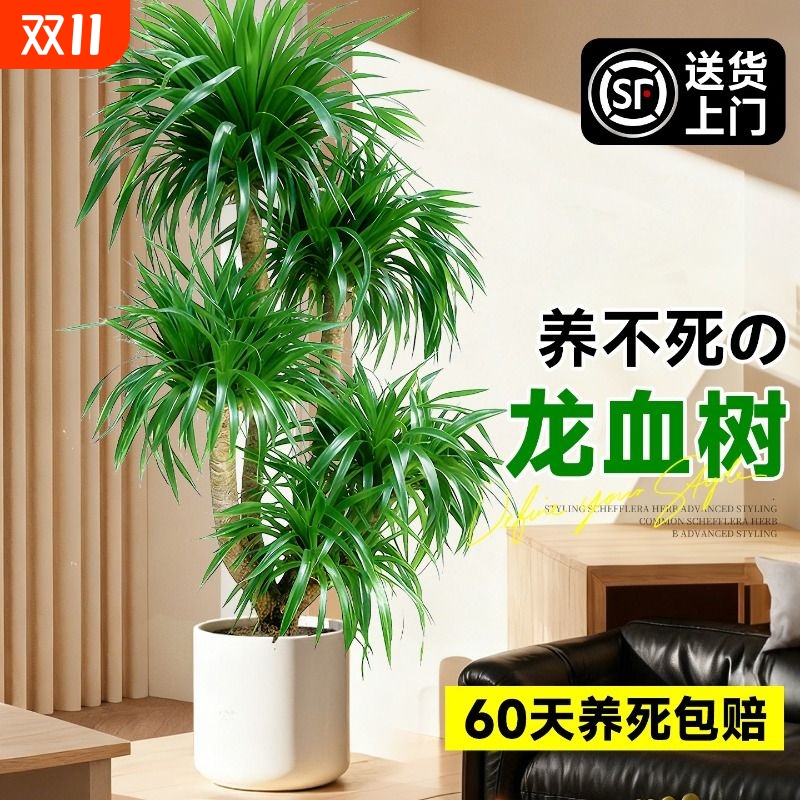 大型多头龙血树客厅绿植盆栽