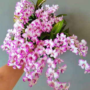 现带花红泼墨石斛盆栽秋石斛兰花苗花卉绿植净化空气好养香水客厅