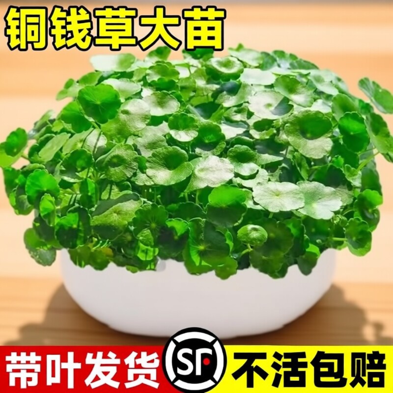 四季铜钱草水培盆栽好养绿植物室内花卉水养金钱草籽花盆大叶土培