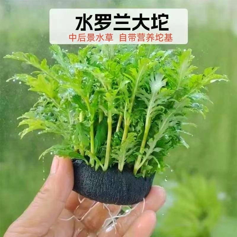 水罗兰红波大坨草鱼缸造景水草场直发懒人阴性后景水草增氧淡水草