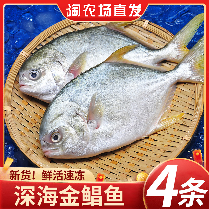 新货青岛金鲳鱼新鲜镜鱼海鱼鲳鱼金昌鱼海鲜鲜活冷冻特大鲳鳊鱼