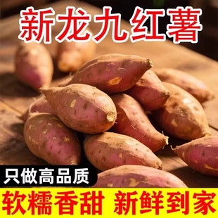 新鲜沙地红薯板栗蜜薯龙九地瓜甜粉糯番薯小香薯农家自种山芋黄心