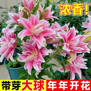 大球香水百合花种球盆栽花卉绿植物四季 好养活郁金香水培室内客厅