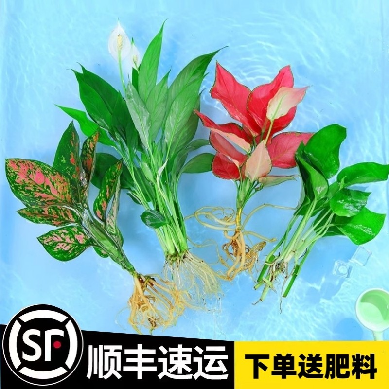 水培植物吉利红室内花卉盆栽绿植九里香水养发财树绿萝富贵竹大全