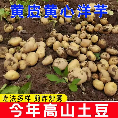 高山特产新鲜蔬菜大土豆