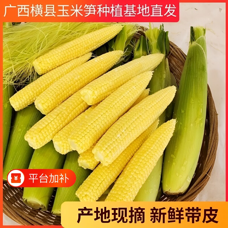 新鲜甜玉米笋9斤迷你小玉米蔬菜嫩玉米棒须水果玉米批发包邮现摘