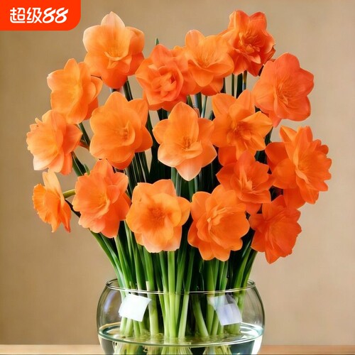 冬季爆款重瓣水仙盆栽花卉夜来香耐寒四季开花年宵花水培客厅阳台