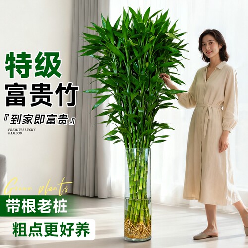 带根水培富贵竹植物四季好养室内客厅招财竹子绿植盆栽办公室桌面