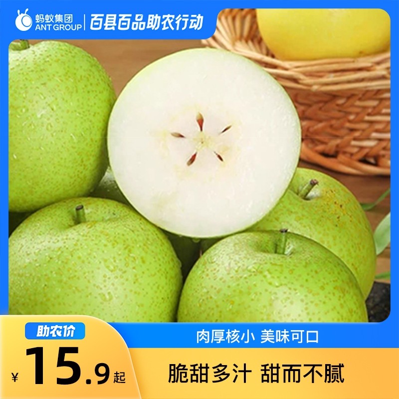 8月百县百品民权县青皇冠梨3斤起